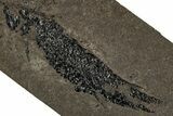 Devonian Lobed-Fin Fish (Osteolepis) Fossil - Scotland #354106-1
